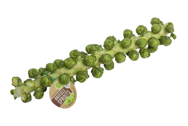 Spruiten aan de stok kist 6 stuks